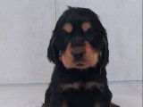 8 chiots Cockers Anglais disponibles
