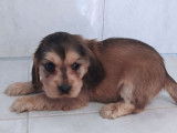 8 chiots Cockers Anglais disponibles