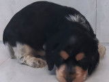 8 chiots Cockers Anglais disponibles