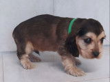 8 chiots Cockers Anglais disponibles