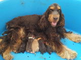 8 chiots Cockers Anglais disponibles