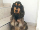 8 chiots Cockers Anglais disponibles