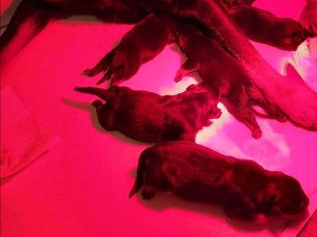 7 chiots femelles Rottweilers LOF à réserver