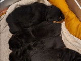 7 chiots femelles Rottweilers LOF à réserver