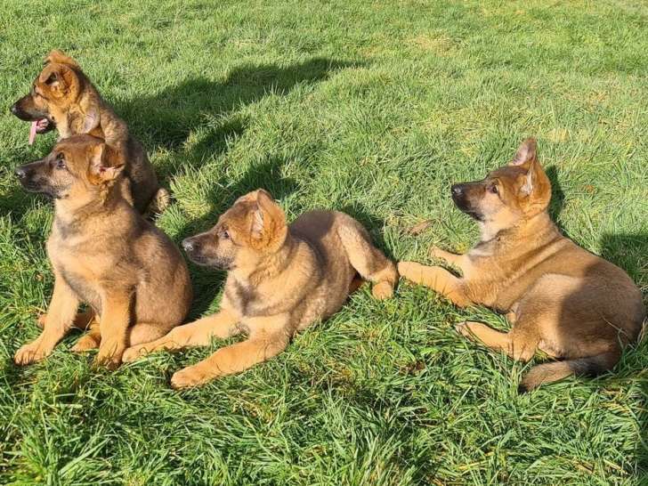 5 chiots Bergers Allemands LOF à vendre