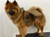 Femelle Eurasier de 2 ans opérée et vaccinée à vendre