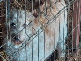 À donner chienne de 3 ans