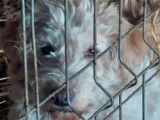 À donner chienne de 3 ans