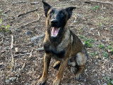 Un chien Malinois LOF disponible pour saillie