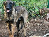Un chien Malinois LOF disponible pour saillie
