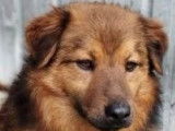 Chien de 3 ans à donner