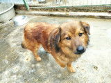 Chien de 3 ans à donner