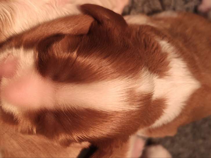 Chiot Cavalier King Charles Spaniel mâle à vendre