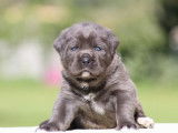 Chiots Cane Corso LOF à réserver