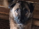 Chien Berger fauve charbonné à donner