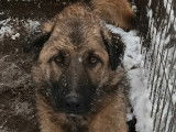 Chien Berger fauve charbonné à donner