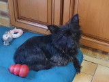 Chien noir à adopter