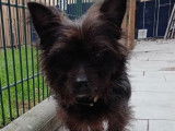 Chien noir à adopter