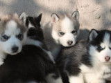 Des chiots Huskies de Sib&eacute;rie LOF disponibles &agrave; la r&eacute;servation