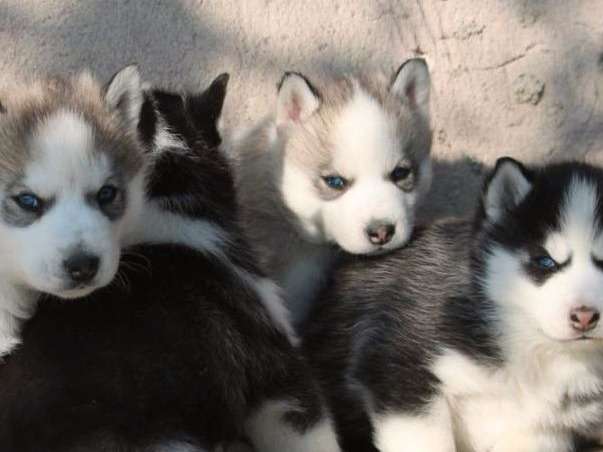 Des chiots Huskies de Sibérie LOF disponibles à la réservation