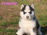 Des chiots Huskies de Sib&eacute;rie LOF disponibles &agrave; la r&eacute;servation
