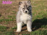 Des chiots Huskies de Sib&eacute;rie LOF disponibles &agrave; la r&eacute;servation