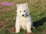 Des chiots Huskies de Sib&eacute;rie LOF disponibles &agrave; la r&eacute;servation
