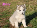 Des chiots Huskies de Sib&eacute;rie LOF disponibles &agrave; la r&eacute;servation