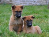 &Agrave; vendre : 9 chiots Bergers Belges Malinois LOF