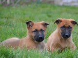 &Agrave; vendre : 9 chiots Bergers Belges Malinois LOF