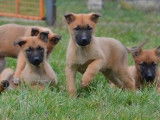 &Agrave; vendre : 9 chiots Bergers Belges Malinois LOF