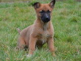 &Agrave; vendre : 9 chiots Bergers Belges Malinois LOF