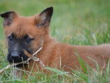 &Agrave; vendre : 9 chiots Bergers Belges Malinois LOF