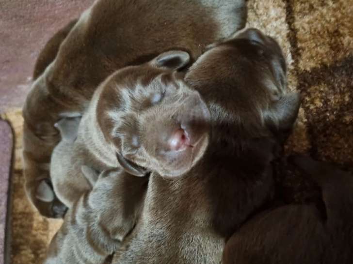 7 chiots Labrador Retrievers LOF à réserver