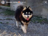 Chiots Mini Pomsky F3+ lignée Américaine CH du monde