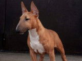 À réserver : 5 chiots Bull Terriers Miniatures LOF
