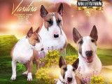 À réserver : 5 chiots Bull Terriers Miniatures LOF