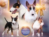 À réserver : 5 chiots Bull Terriers Miniatures LOF