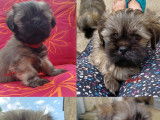 Chiots de race Lhassa Apso &agrave; vendre (1 femelle & 5 m&acirc;les)