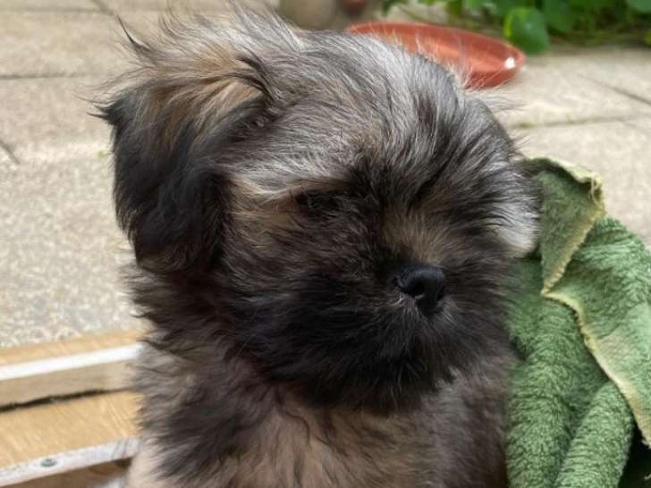 Chiots de race Lhassa Apso à vendre (1 femelle & 5 mâles)