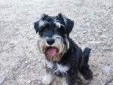 Schnauzer mâle disponible pour saillie