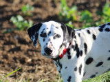 Adultes Dalmatien à replacer