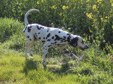 Adultes Dalmatien à replacer