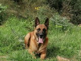 Berger Belge Malinois disponible pour saillie