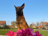 M&acirc;le Malinois disponible pour saillie