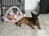 M&acirc;le Malinois disponible pour saillie