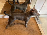 Ghost, mâle Staffie bleu disponible pour saillie