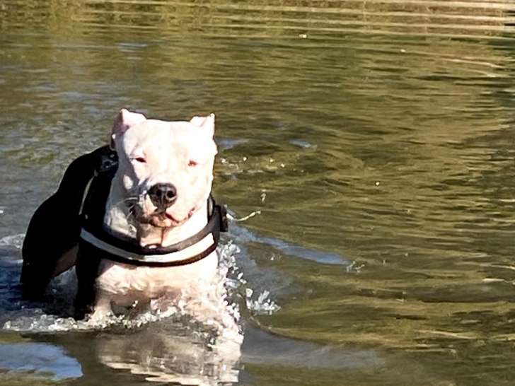 Américain Staffordshire Terrier mâle disponible pour saillie
