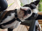 Magnifique Boston Terrier LOF disponible pour saillie