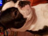 Magnifique Boston Terrier LOF disponible pour saillie